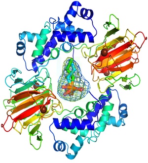 Substrates bound to HppE reveal substrate specificity