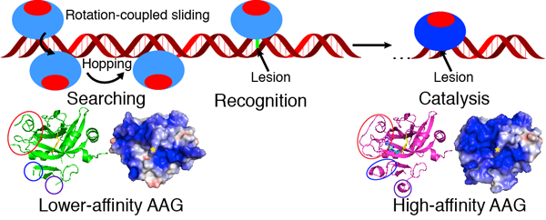 The mechanism of DNA searching and lesion recognition by AAG