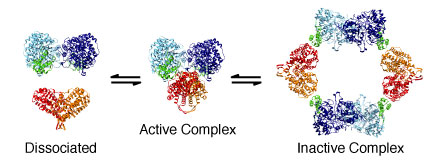 Oligomeric changes in class Ia RNR regulate activity