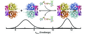 AidB flavin-dependent oligomerization seen by ultracentrifugation