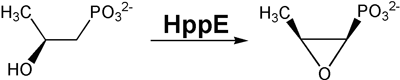 HppE-catalyzed formation of fosfomycin