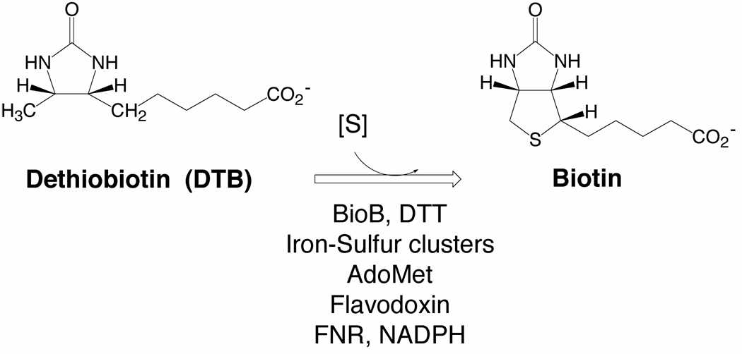 The Challenging reaction catalyzed by biotin synthase (BioB)