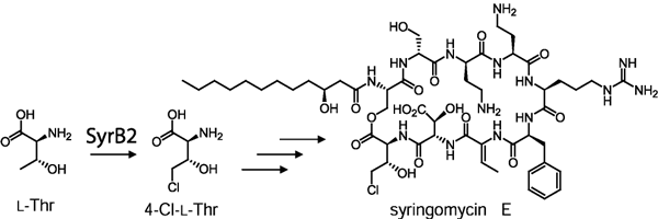 The halogenation reaction catalyzed by SyrB2