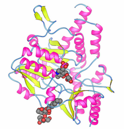 Cysteine Desulfurase