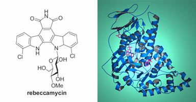 Chemotherapeutic rebeccamycin and the halogenase RebH