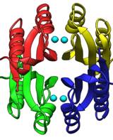 Metal-binding domainof NikR with Ni bound