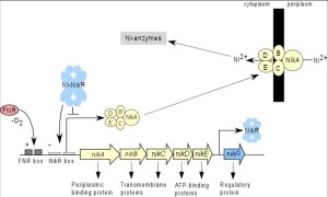 Nickel Import in Escherichia Coli