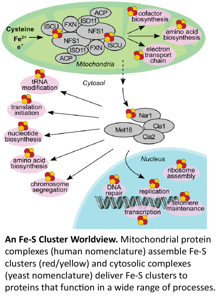 Iron Sulfur Cluster Biogenesis and Delivery – Drennan Lab